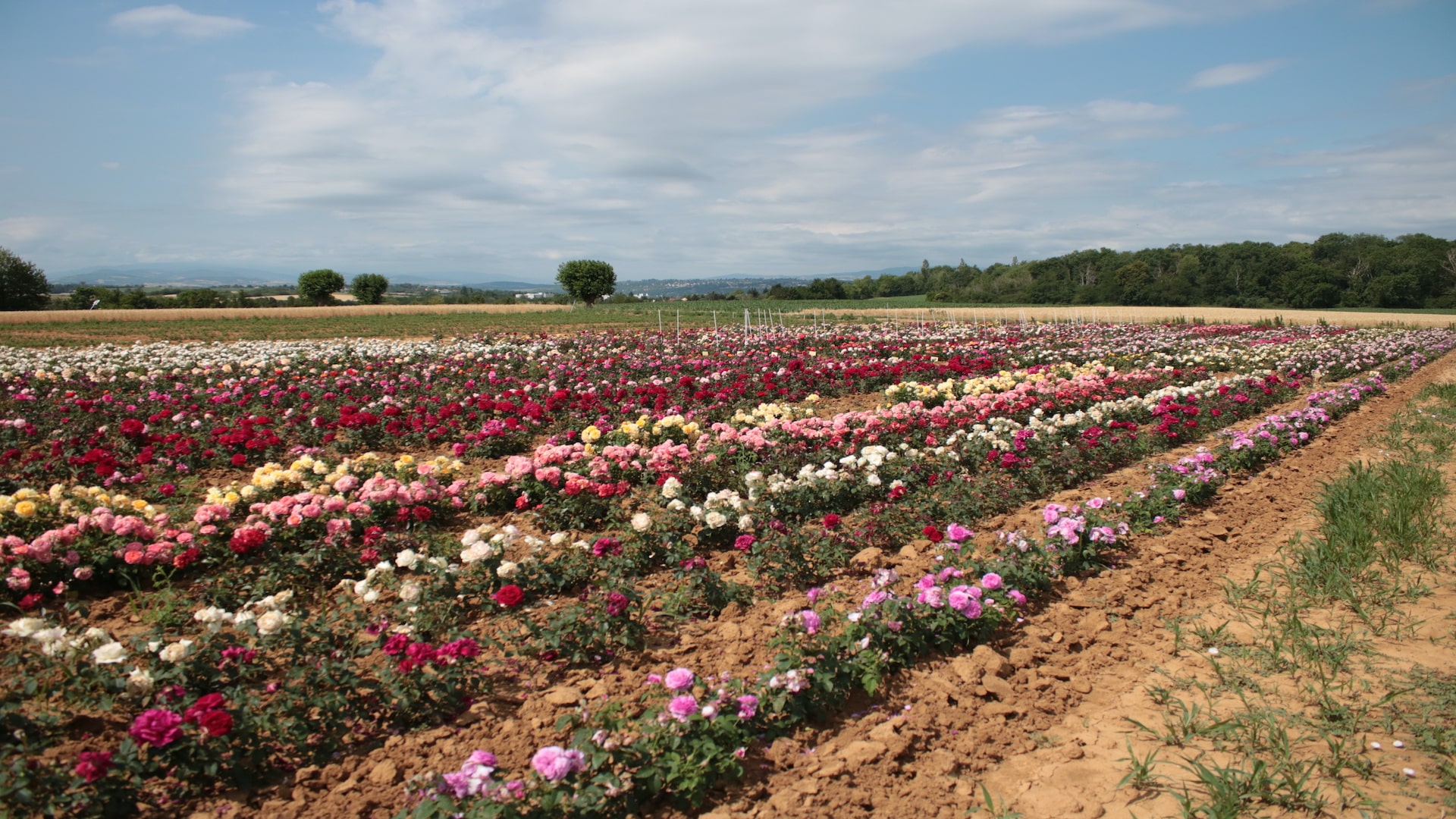 Rosiers sur les Grandes Terres à Feyzin © Claire Morel