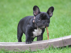 French Bulldog © Pixlr 776078