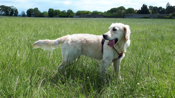 Sunday, le golden retriever de Camille © Camillle Didierlaurent